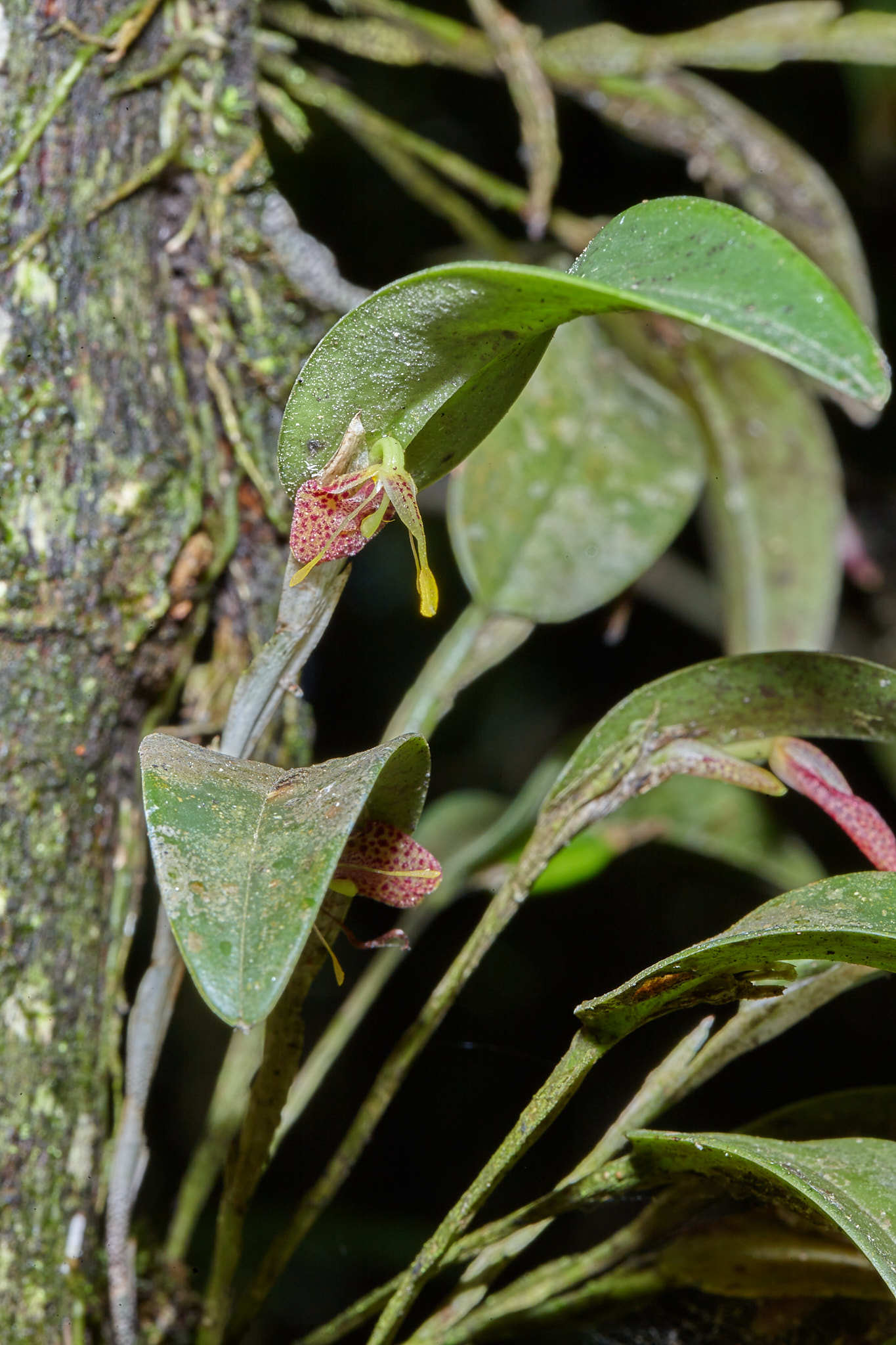 Restrepia muscifera 